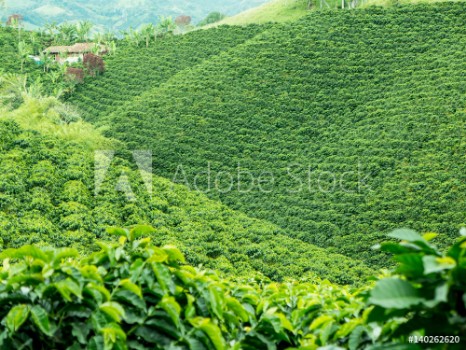 Image de Coffee Plantation